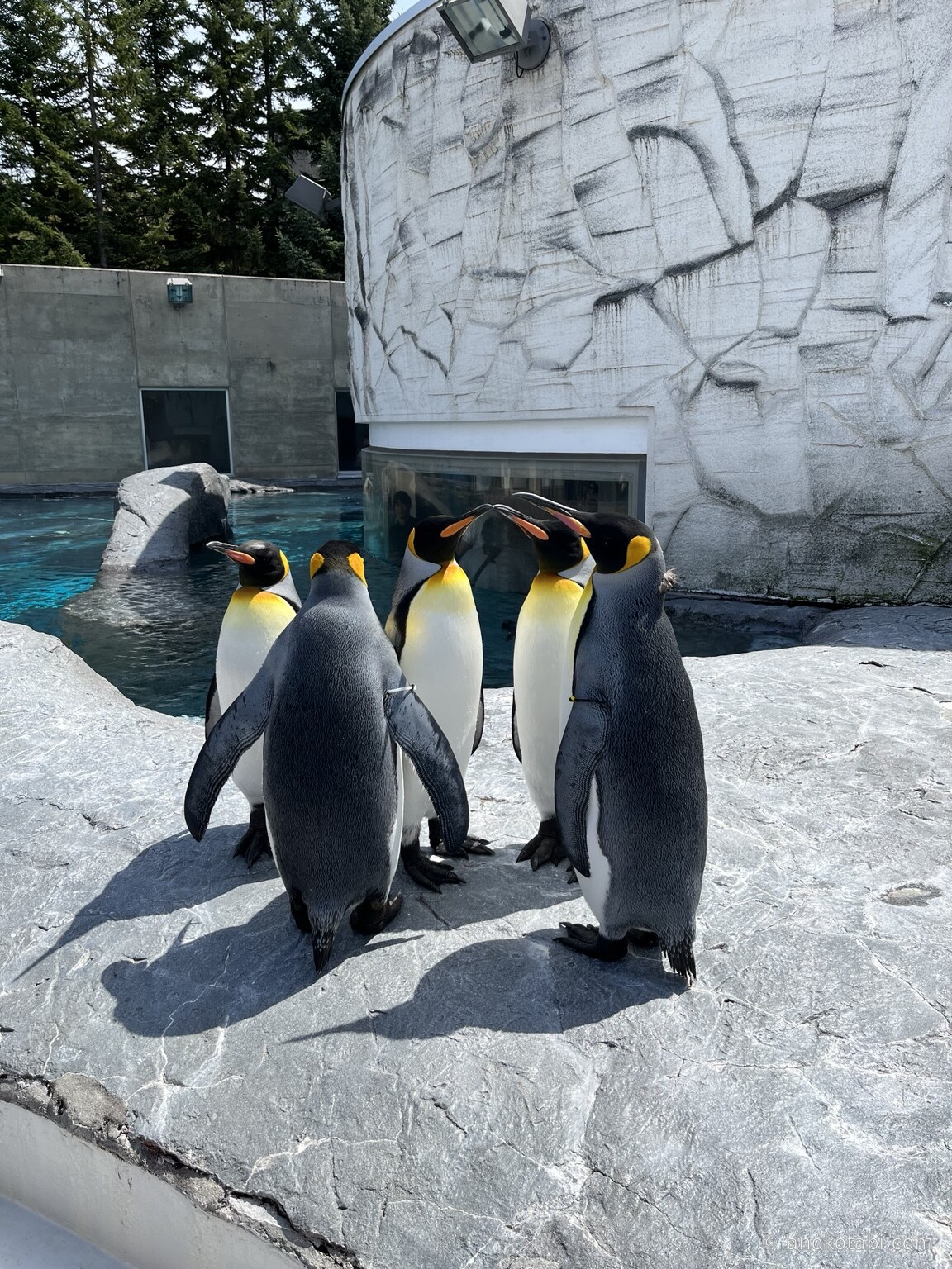 2024年5月5日に旭山動物園で撮影した複数のキングペンギン