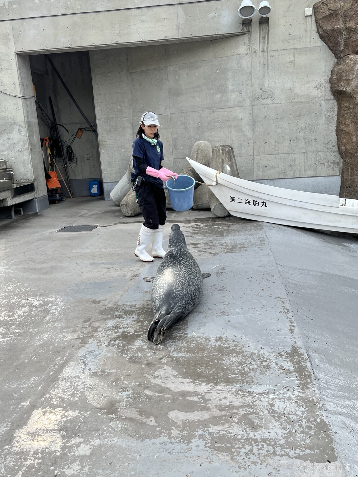 旭山動物園のもぐもぐタイムで飼育員の近くにいるアザラシ