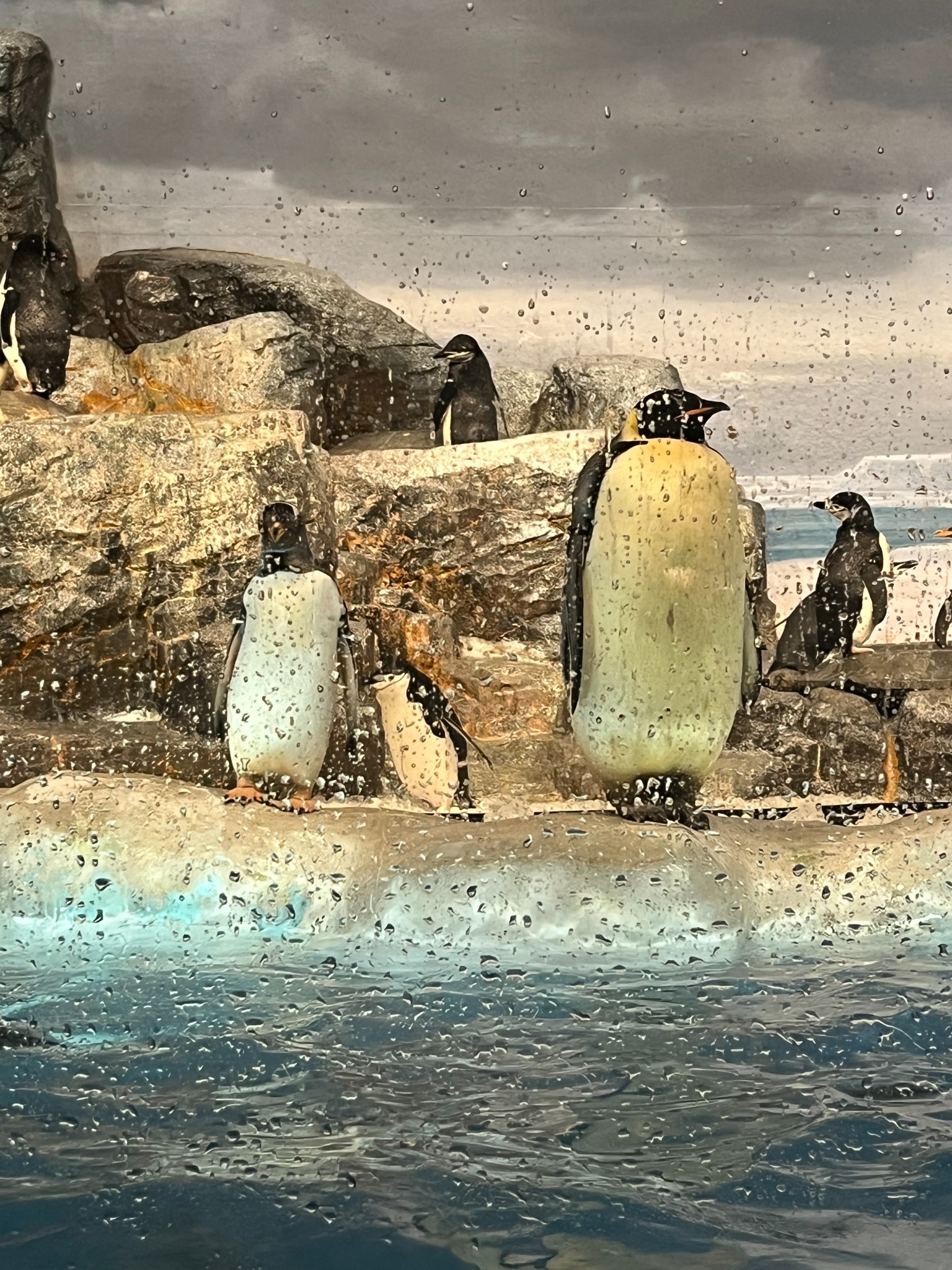 ガラスのすぐ向こうに立つ大きなエンペラーペンギン