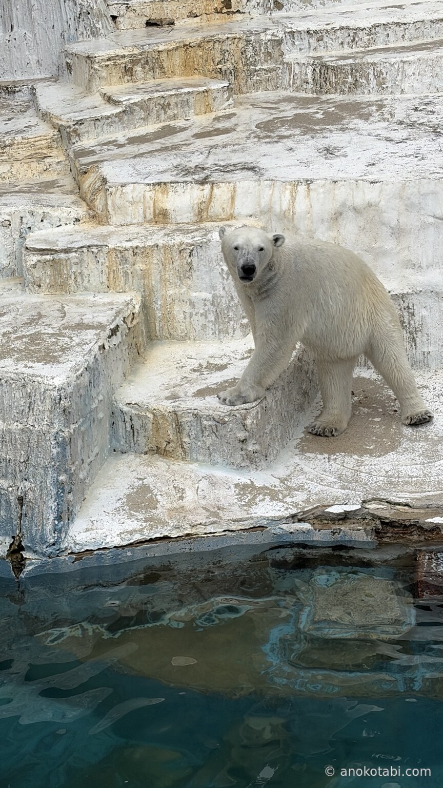 2026年5月6日に天王寺動物園でこちらを向いたホウちゃん