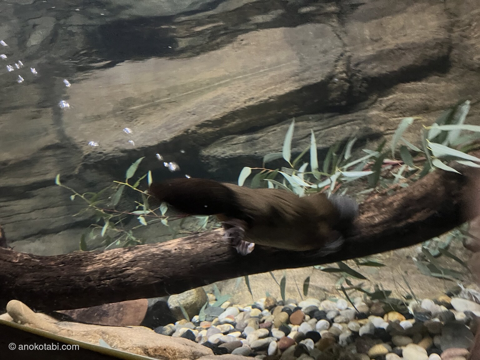 2024年8月にメルボルン動物園で実際に見たカモノハシ